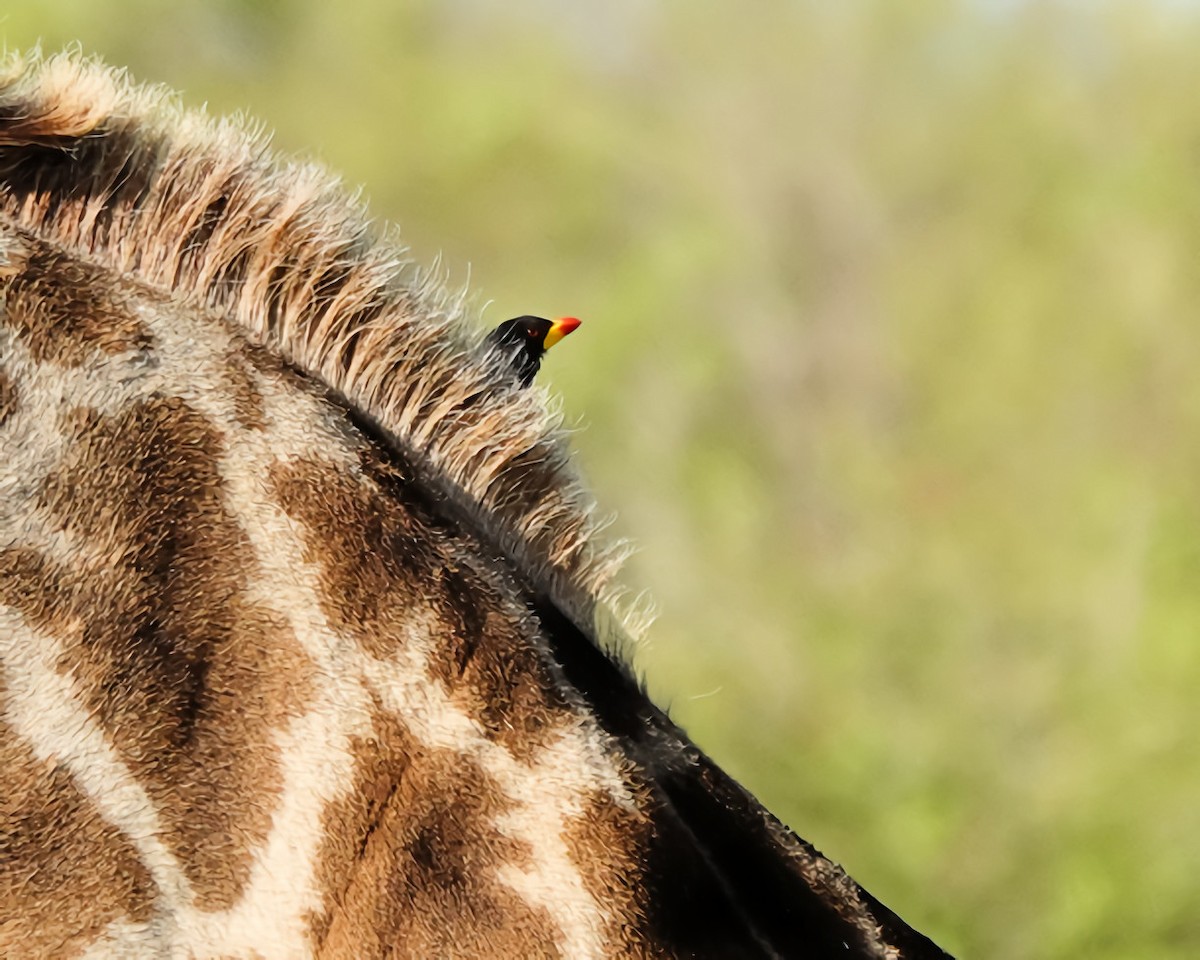 Yellow-billed Oxpecker - ML646768488