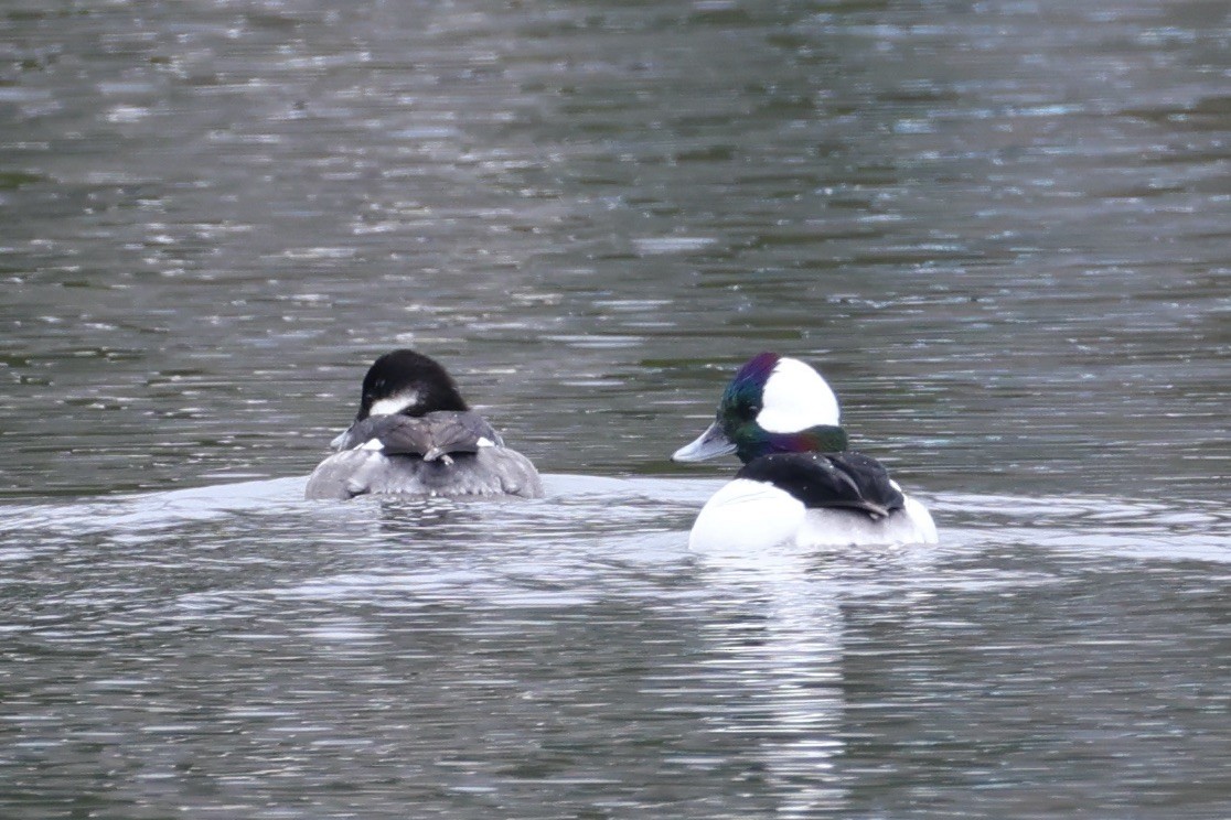 Bufflehead - ML646768489