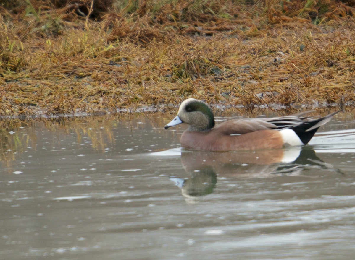 Fischione americano - ML646768491