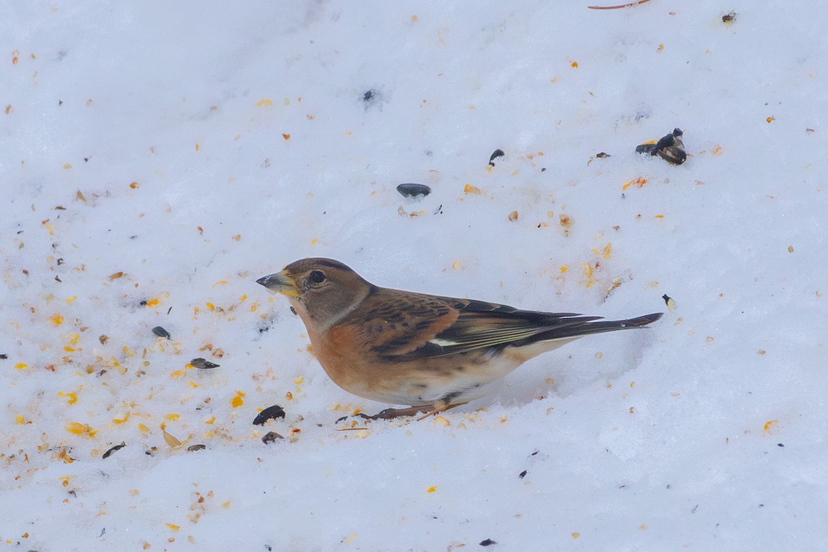 Dağ İspinozu - ML646768492