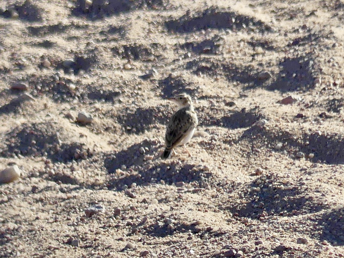 Stark Toygarı - ML646768494