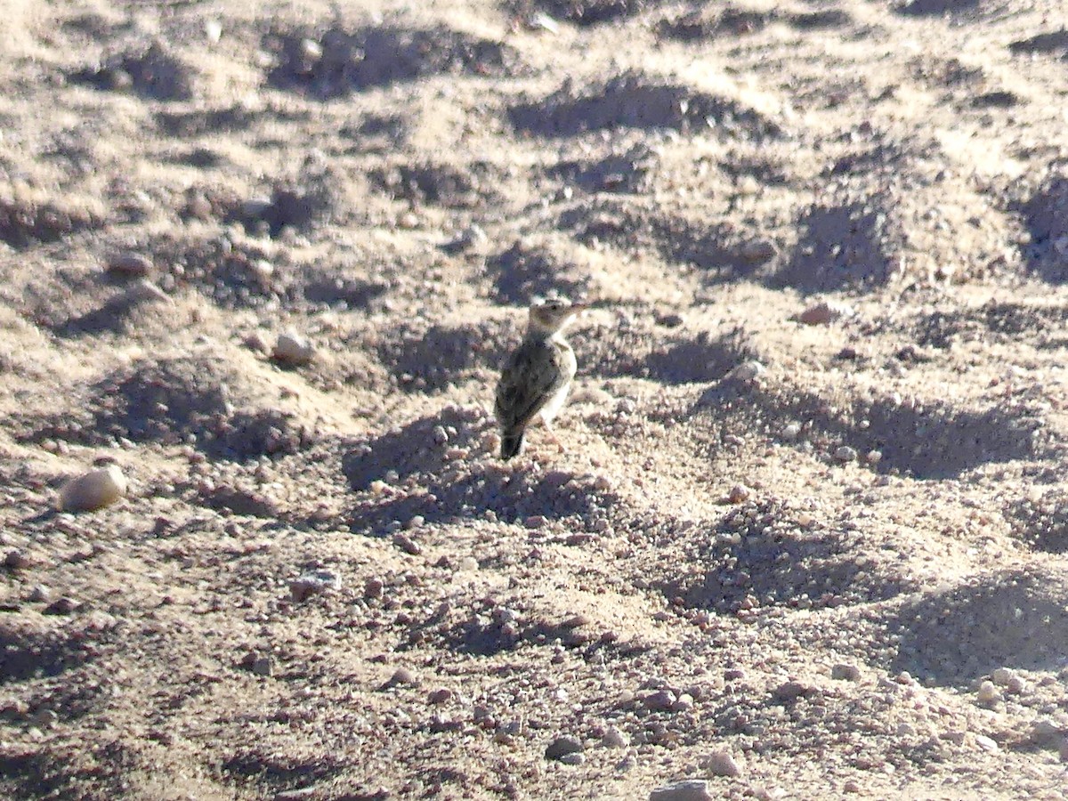 Stark Toygarı - ML646768495