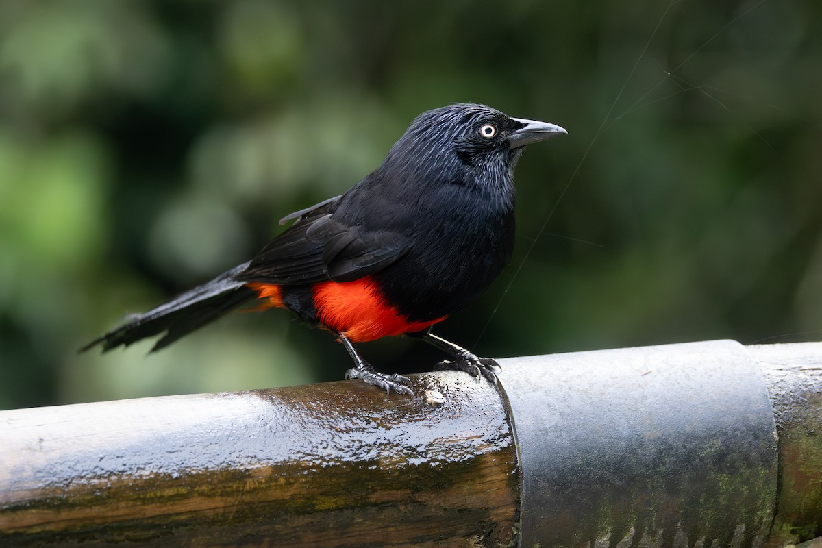 Red-bellied Grackle - ML646768496