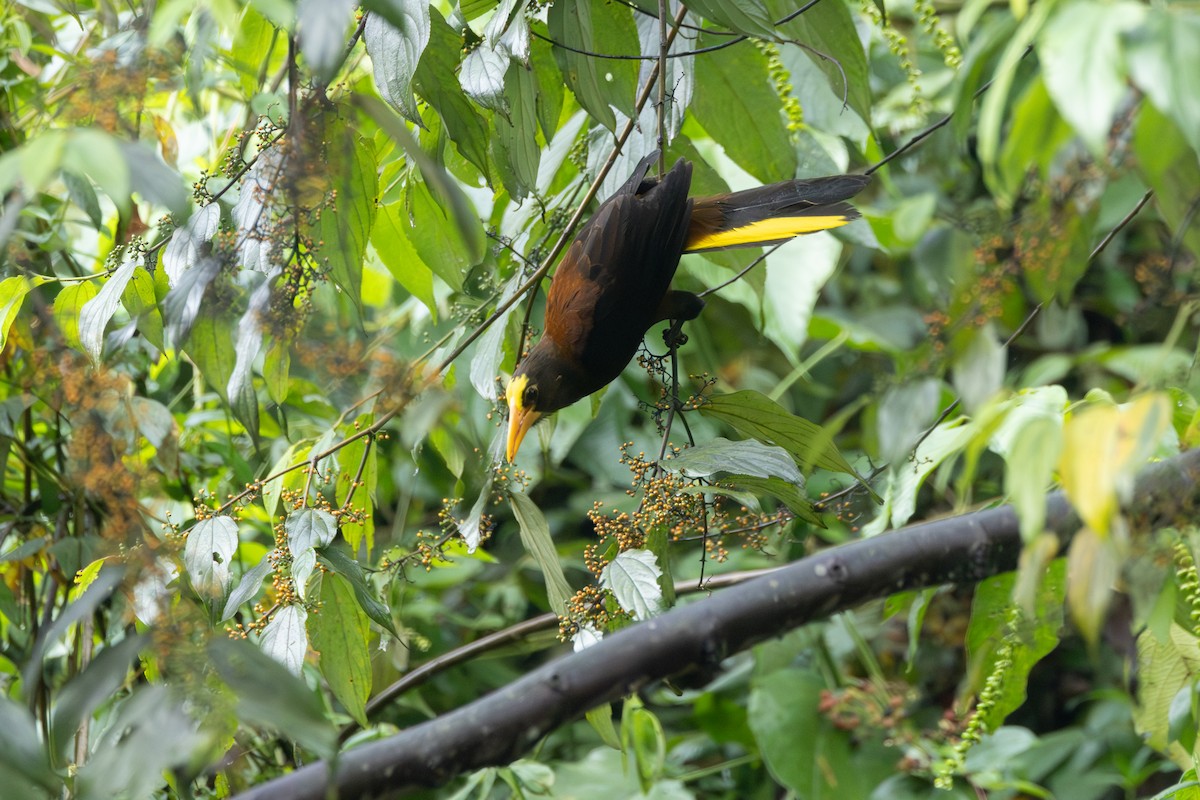 Russet-backed Oropendola - ML646768501