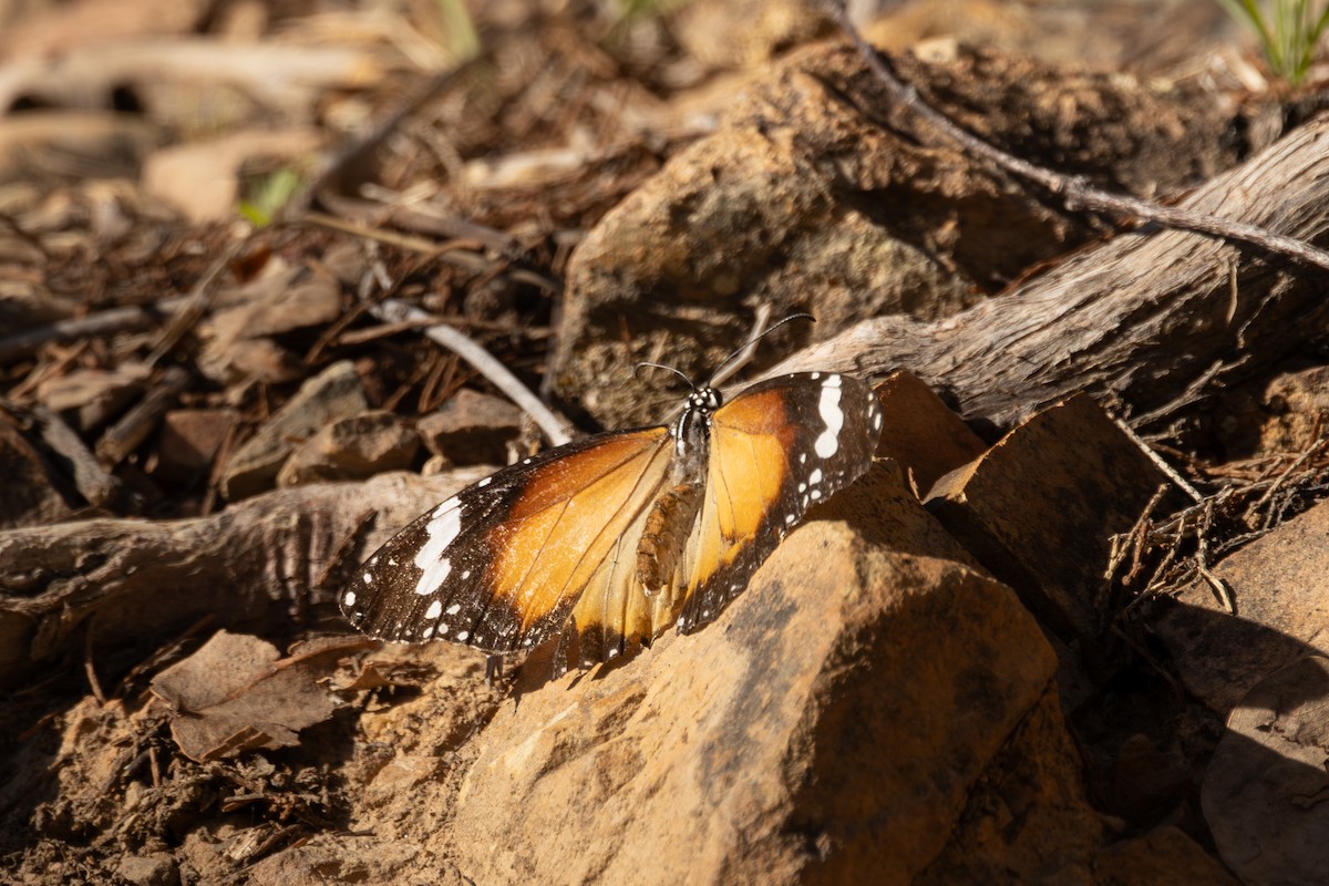 Lesser Wanderer - ML646768503