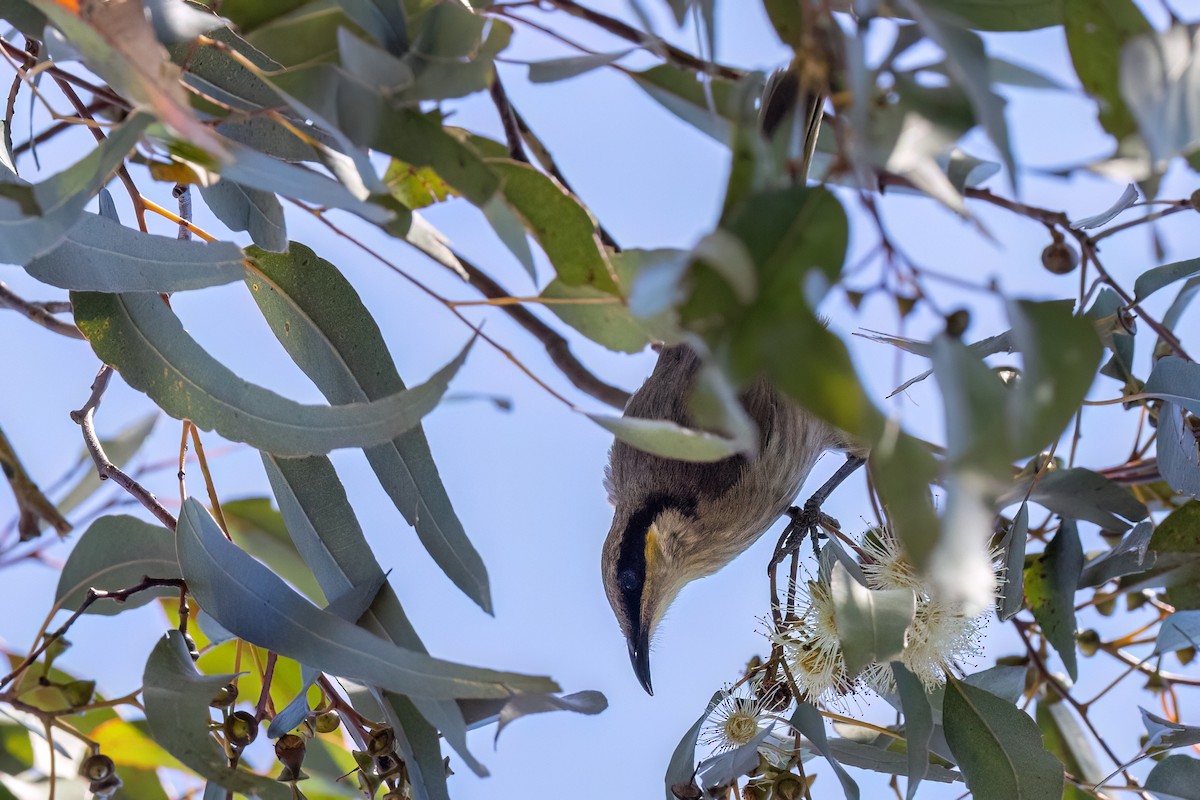 Певчий медосос - ML646768504