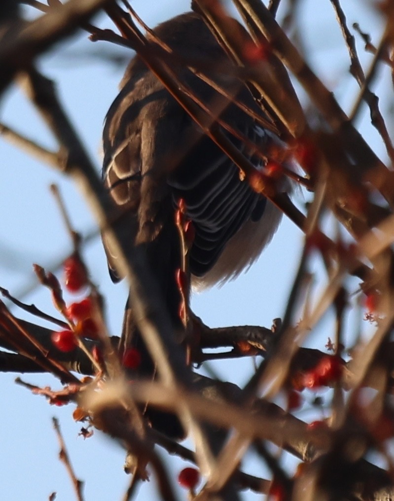 Northern Mockingbird - ML646768505