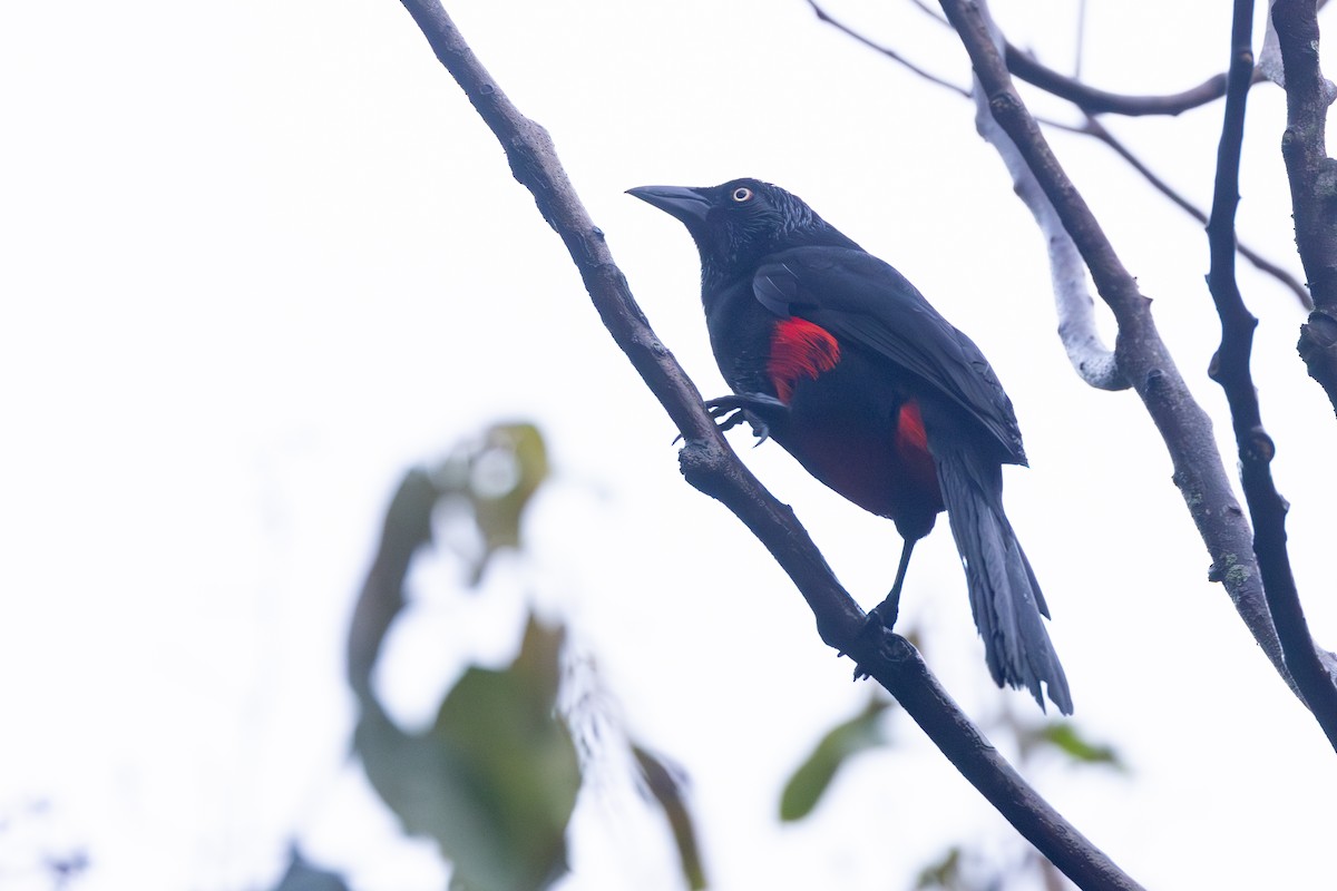 Red-bellied Grackle - ML646768506
