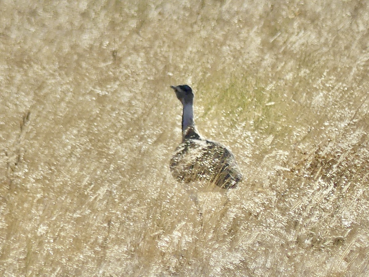 Ludwig Toyu - ML646768512