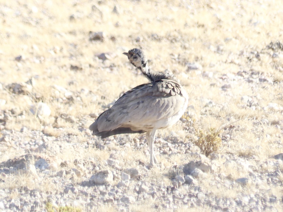 Rüppell Toyu - ML646768513