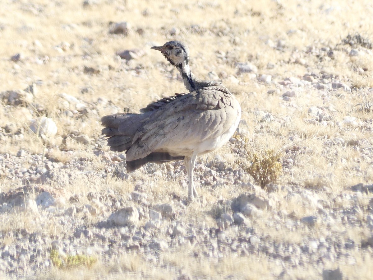 Rüppell Toyu - ML646768514