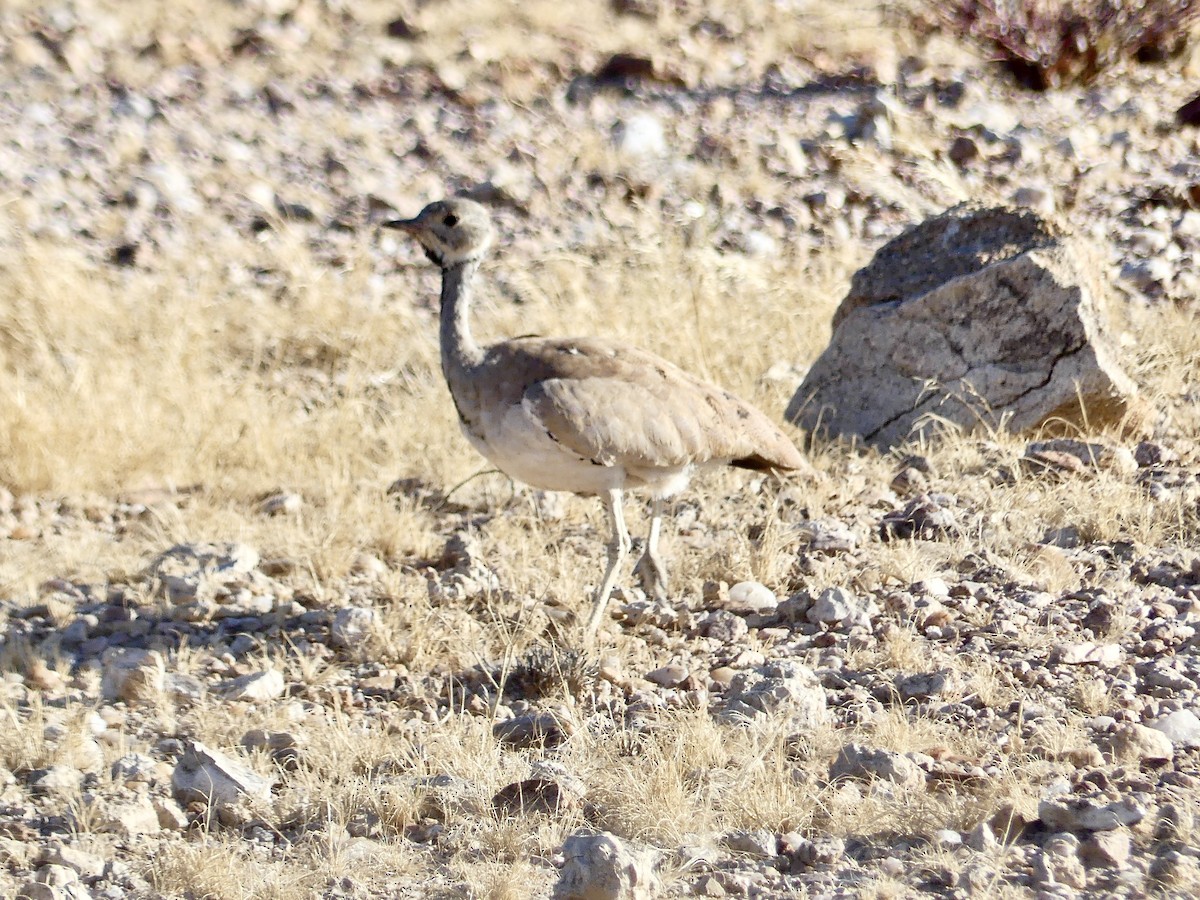 Rüppell Toyu - ML646768515