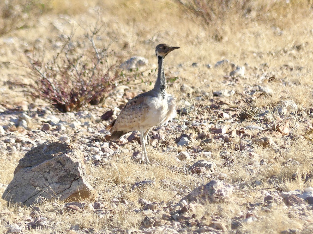 Rüppell Toyu - ML646768516