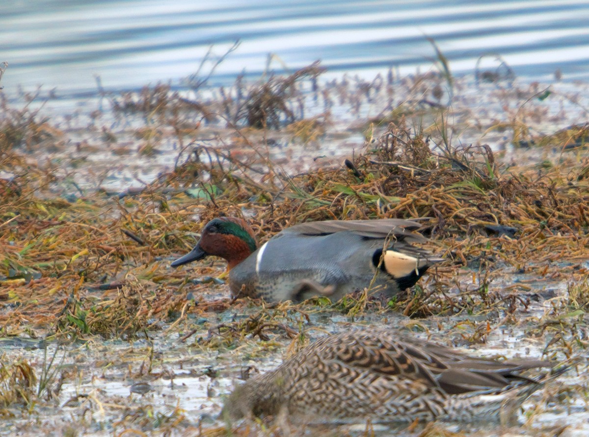 Alzavola - ML646768517