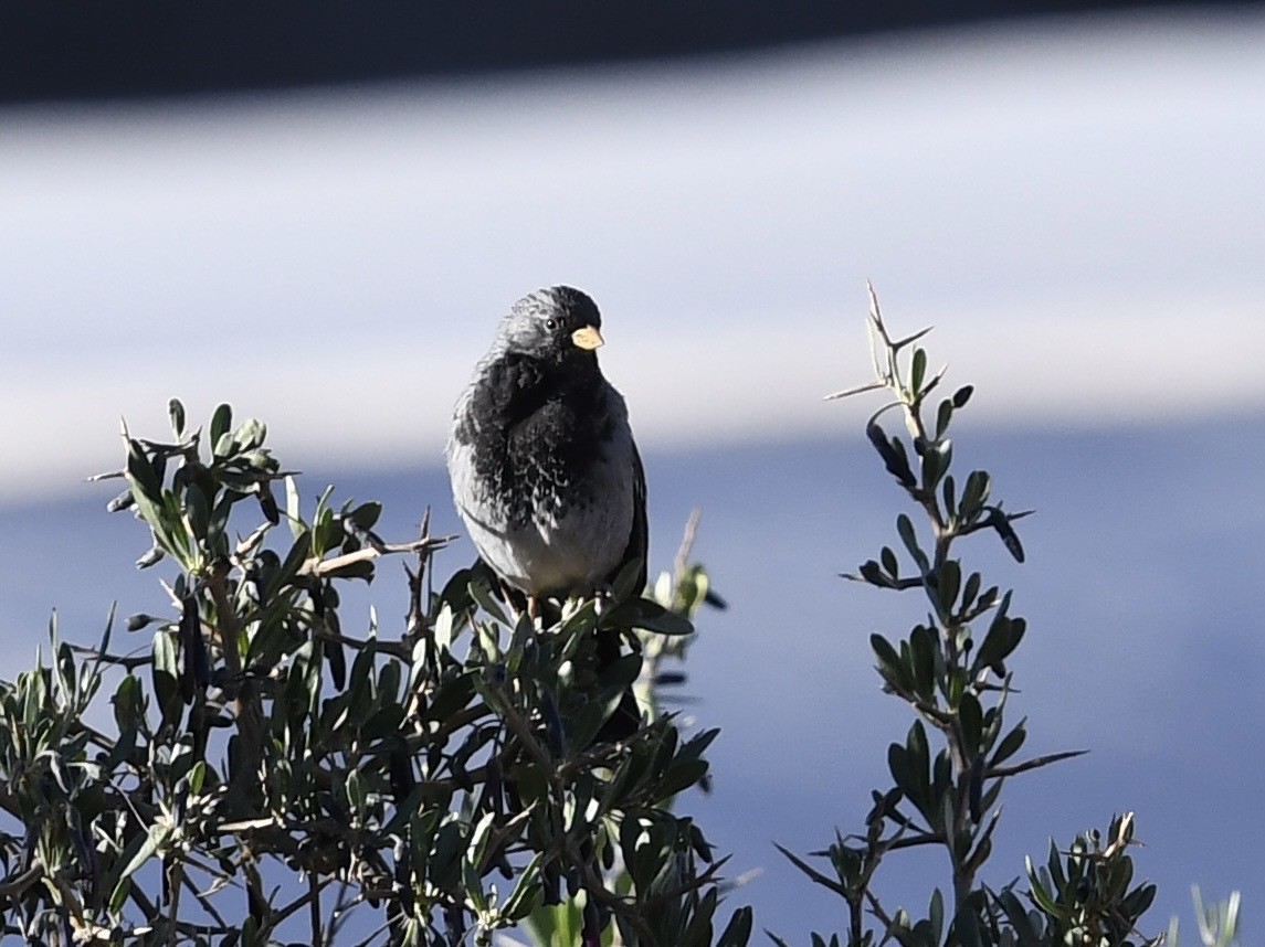 Mourning Sierra Finch - ML646768518