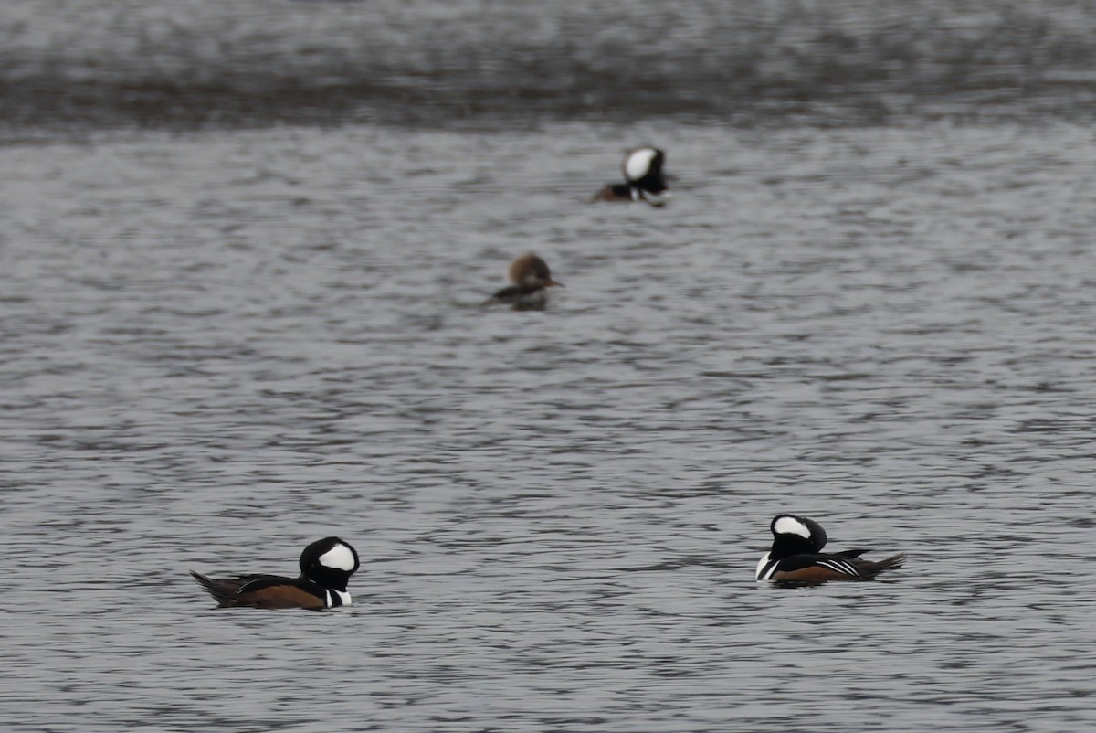 Hooded Merganser - ML646768527