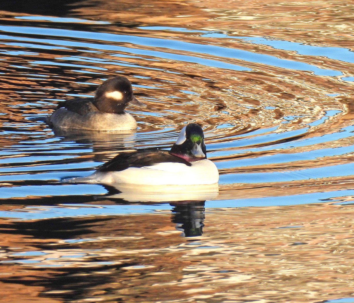 Bufflehead - ML646768528