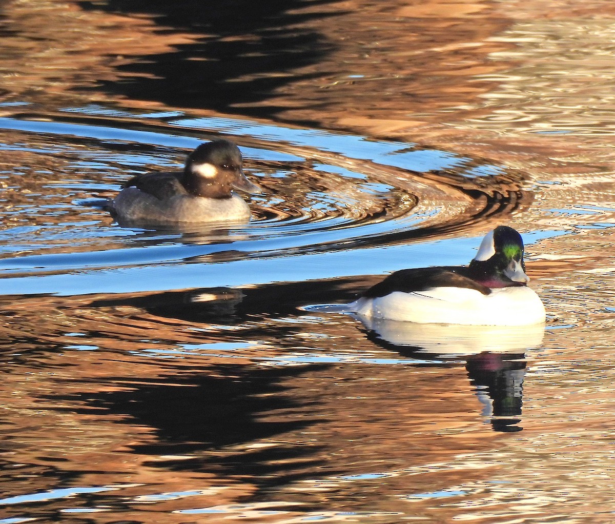 Bufflehead - ML646768529