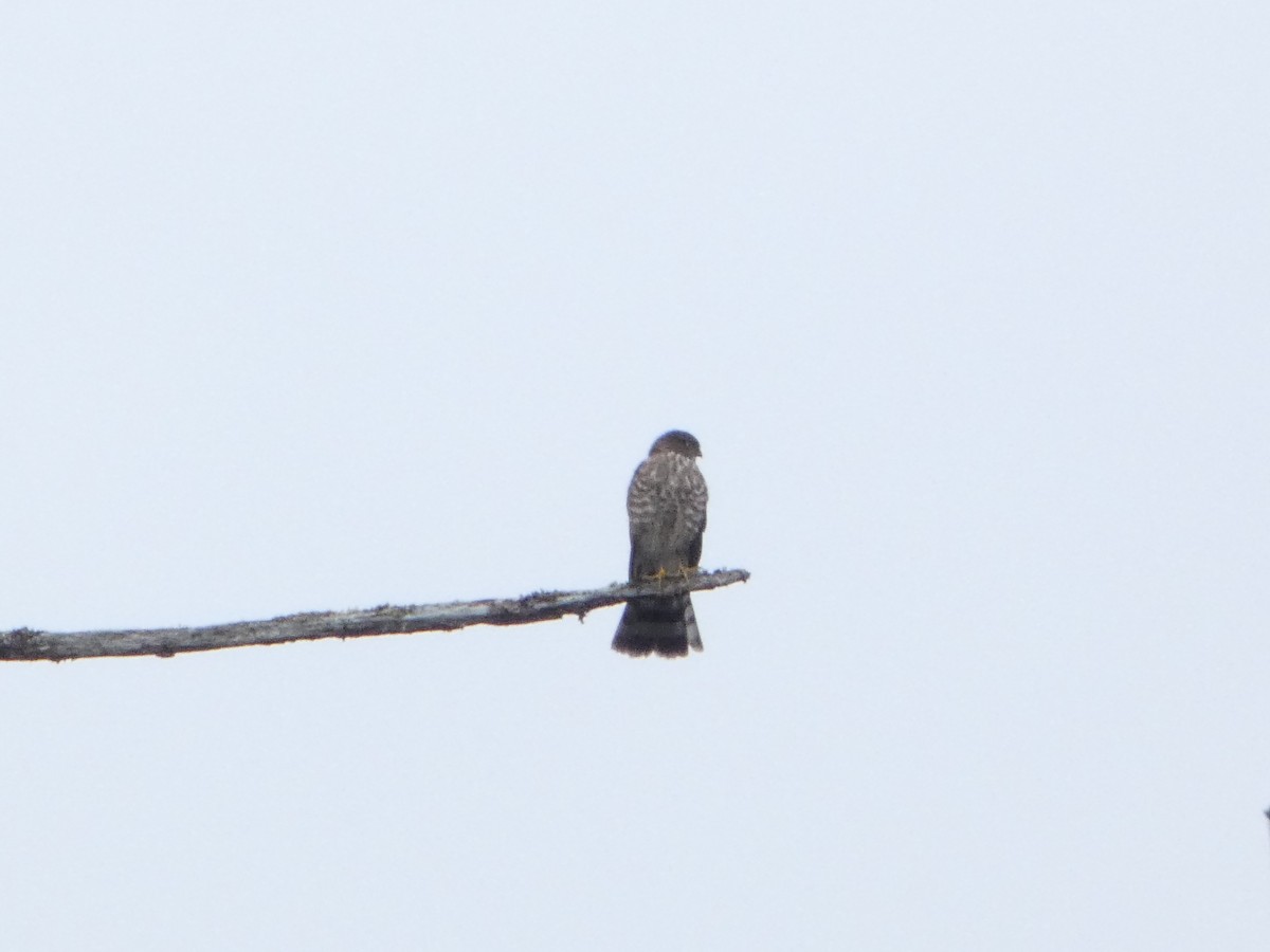 Sharp-shinned Hawk - ML646768530
