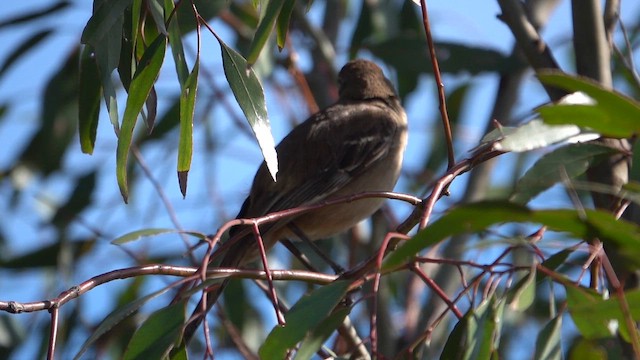 Скромная дриопа - ML646768532