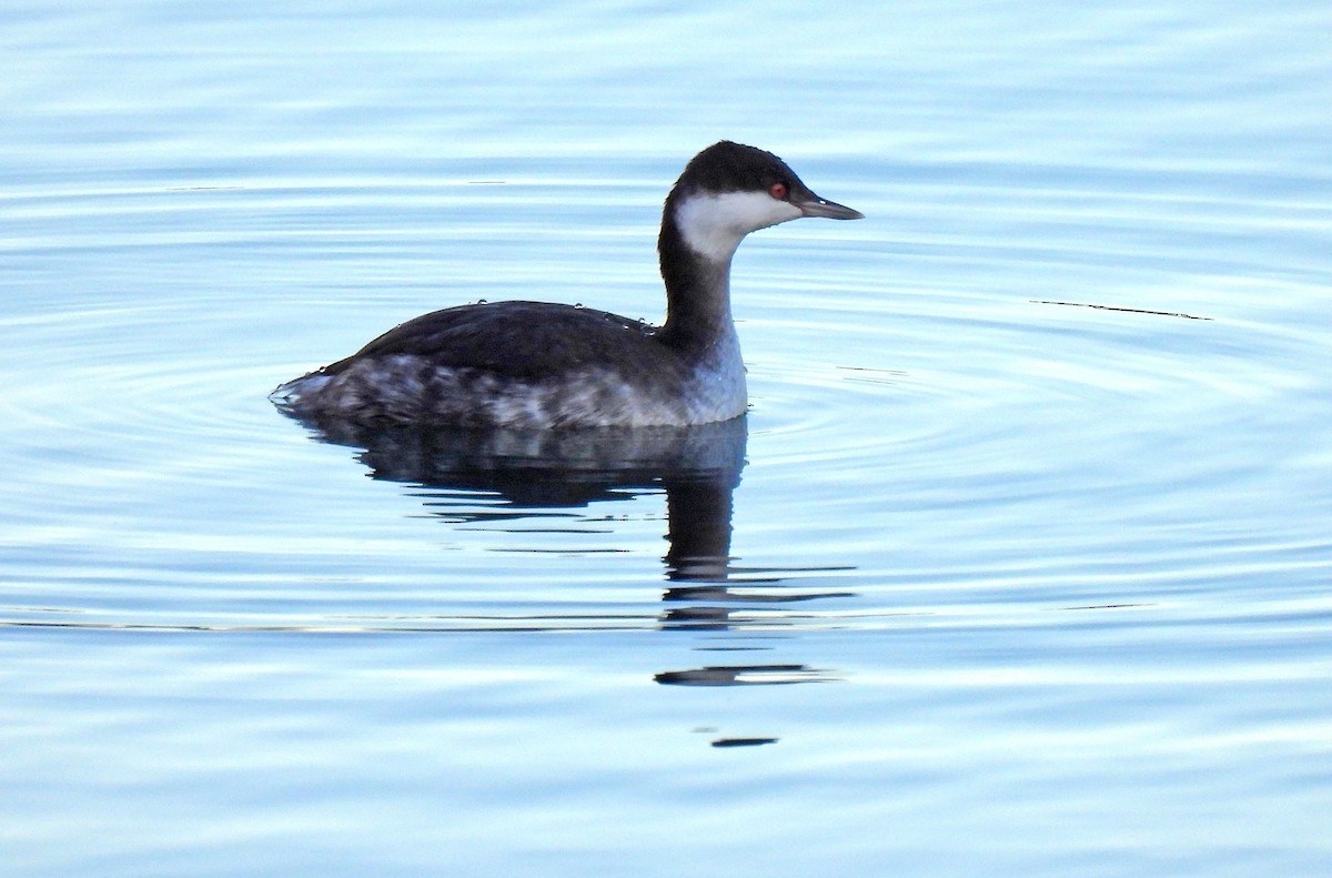 Svasso cornuto - ML646768533