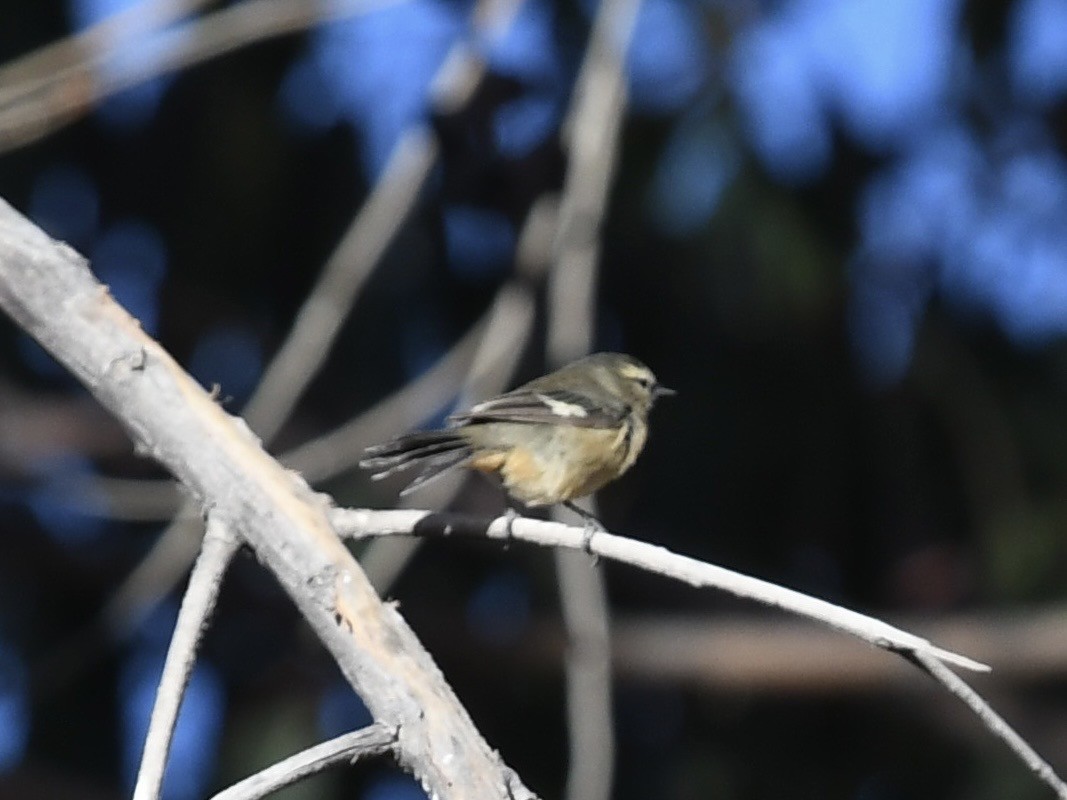 Cinereous Conebill - ML646768534