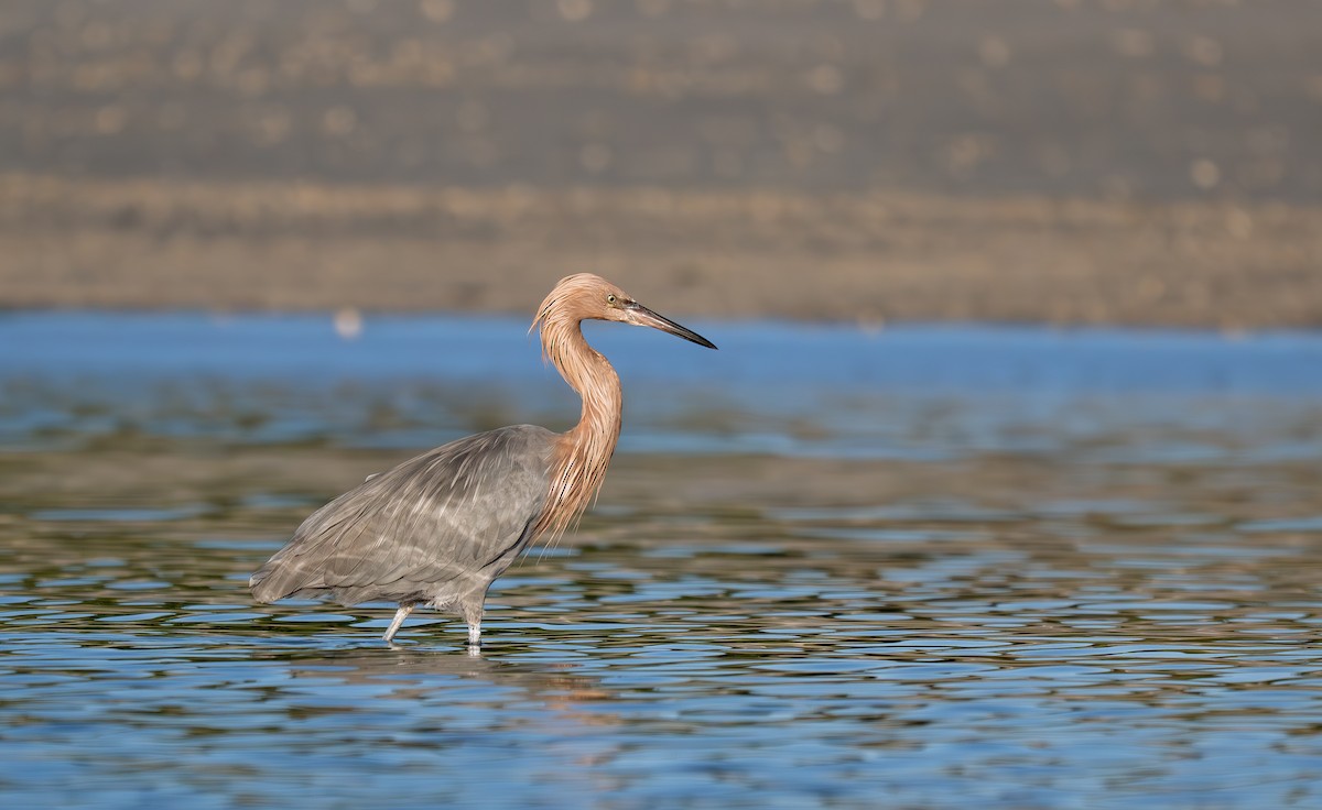 Reddish Egret - ML646768535