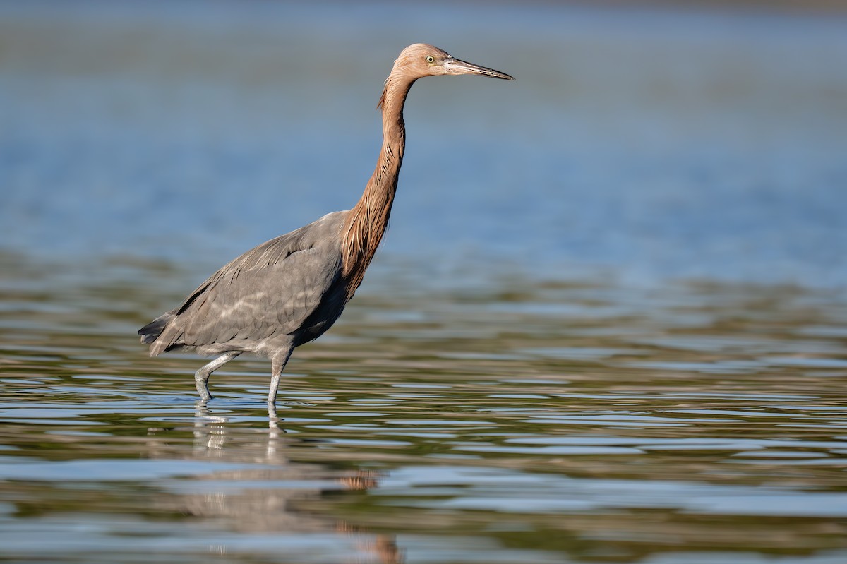 Reddish Egret - ML646768536