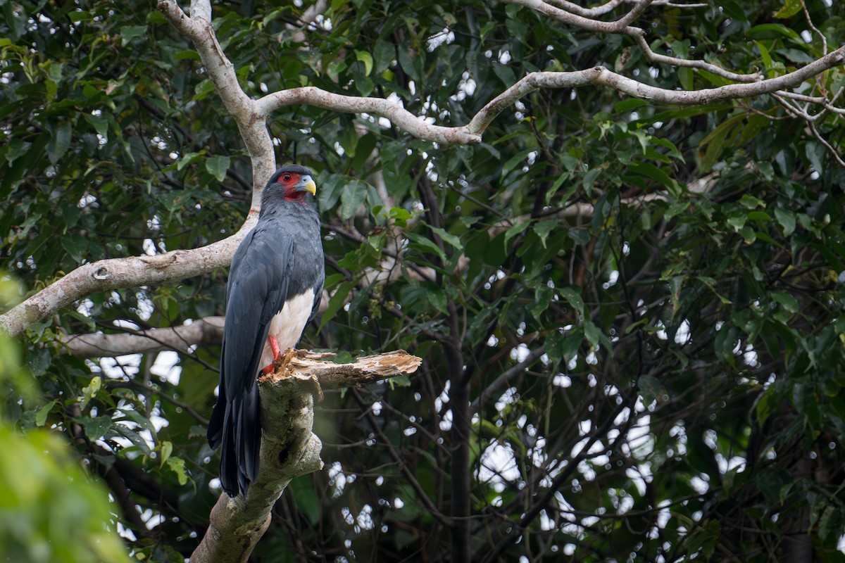 Red-throated Caracara - ML646768540