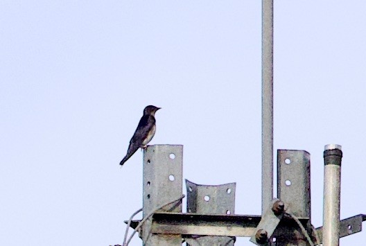 Hirondelle chalybée - ML646768543