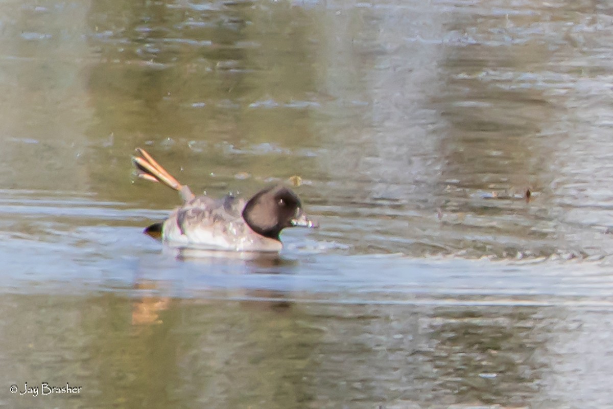 Garrot à oeil d'or - ML646768546