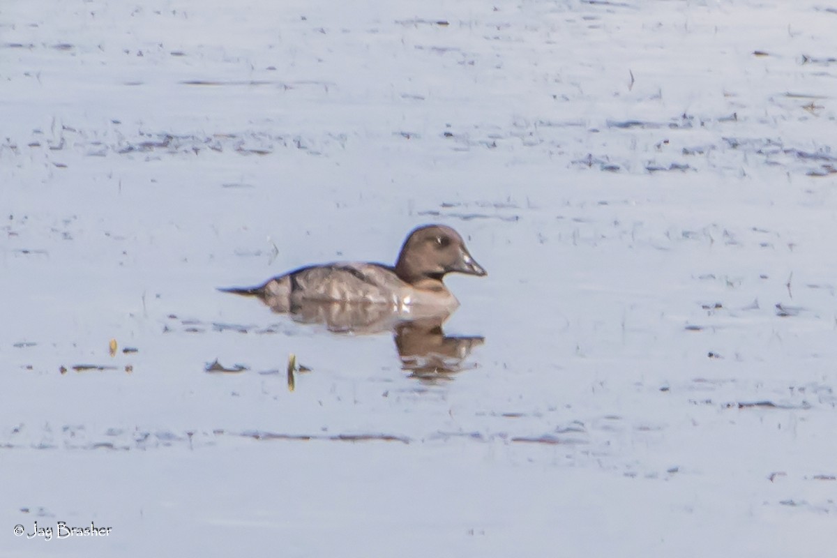 Garrot à oeil d'or - ML646768547
