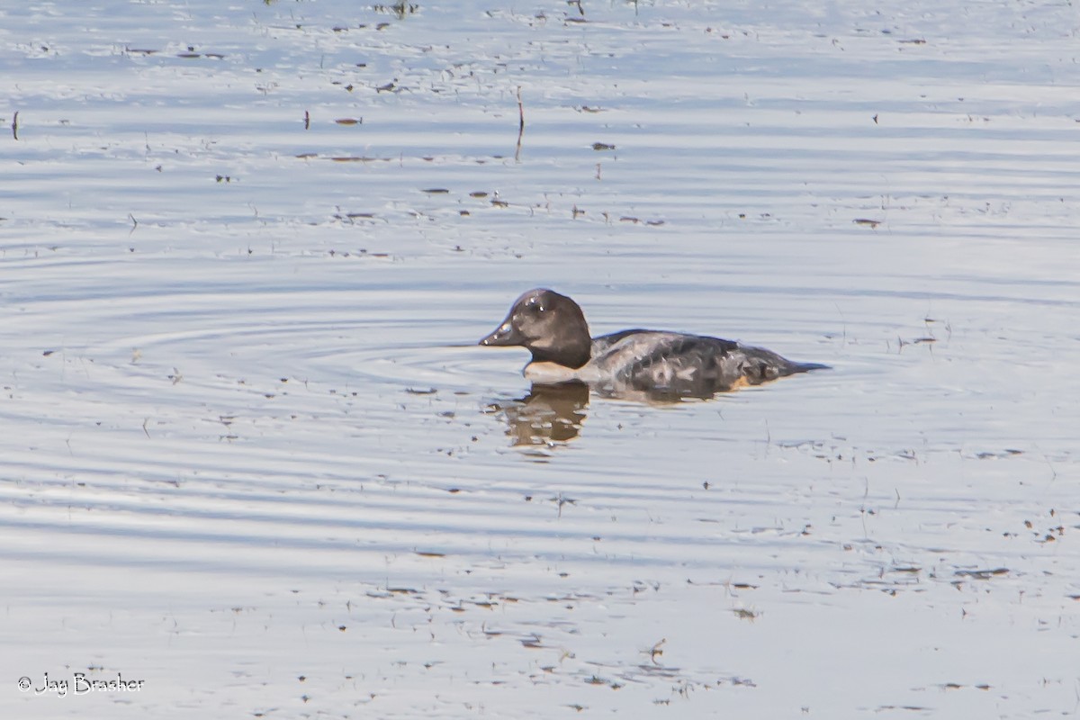 Garrot à oeil d'or - ML646768548