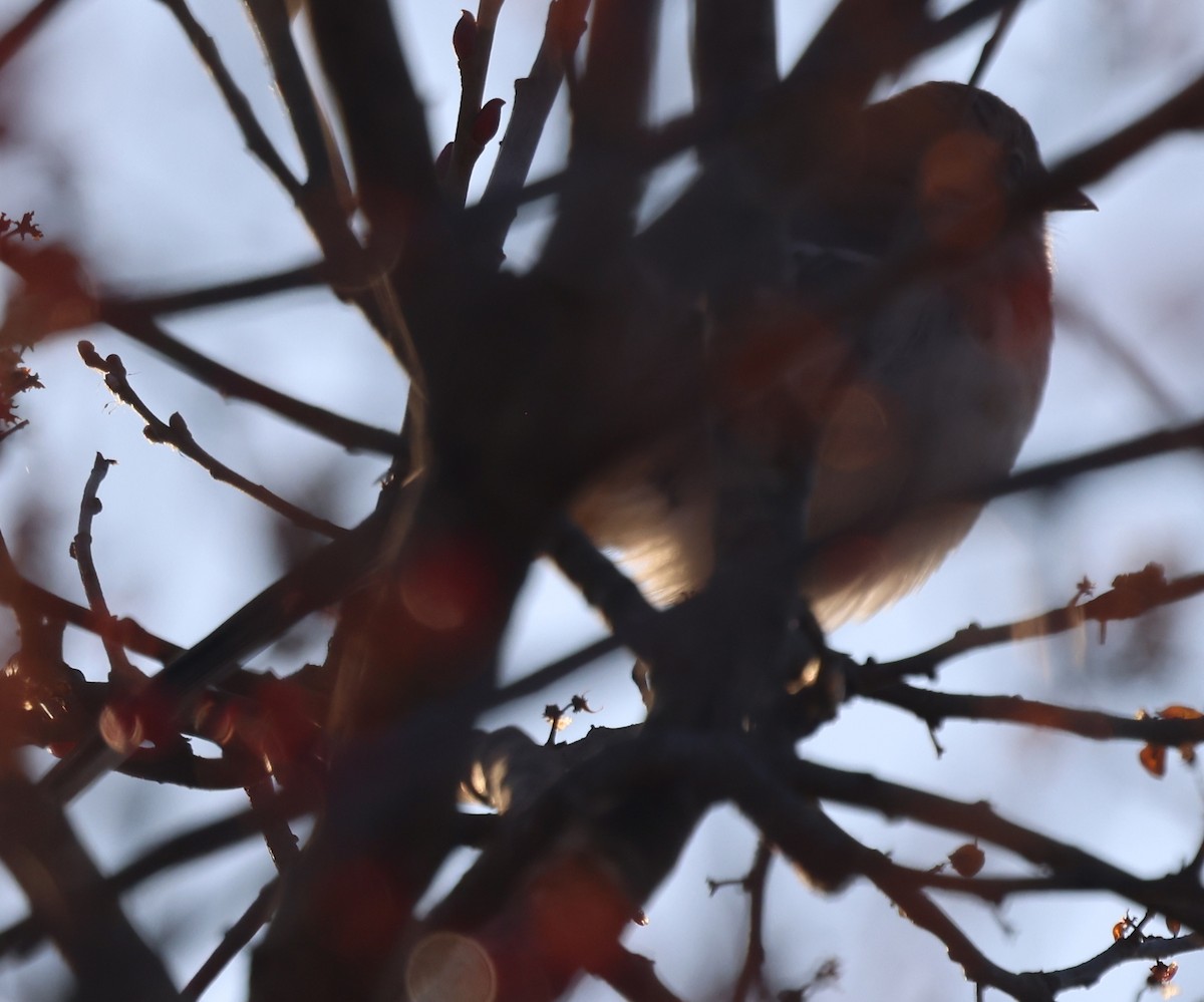 סבכון אורנים - ML646768552