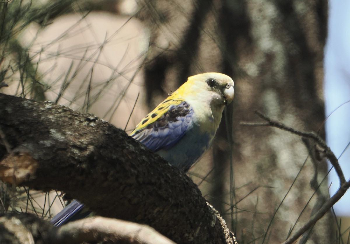 ホオアオサメクサインコ - ML646768553