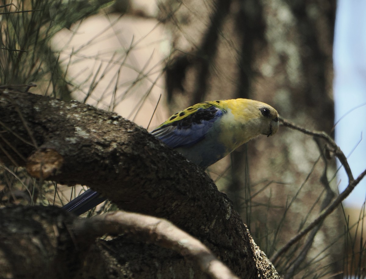 ホオアオサメクサインコ - ML646768554