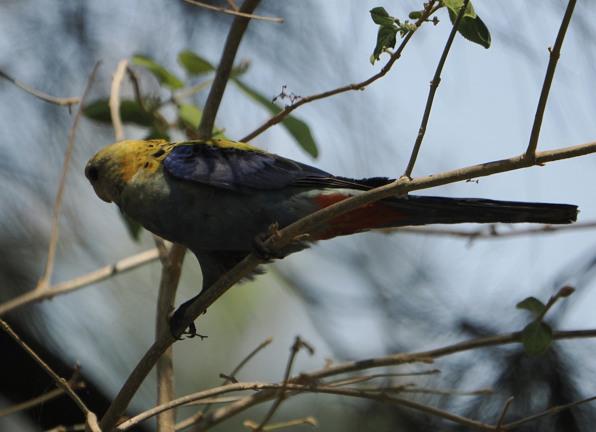 ホオアオサメクサインコ - ML646768555