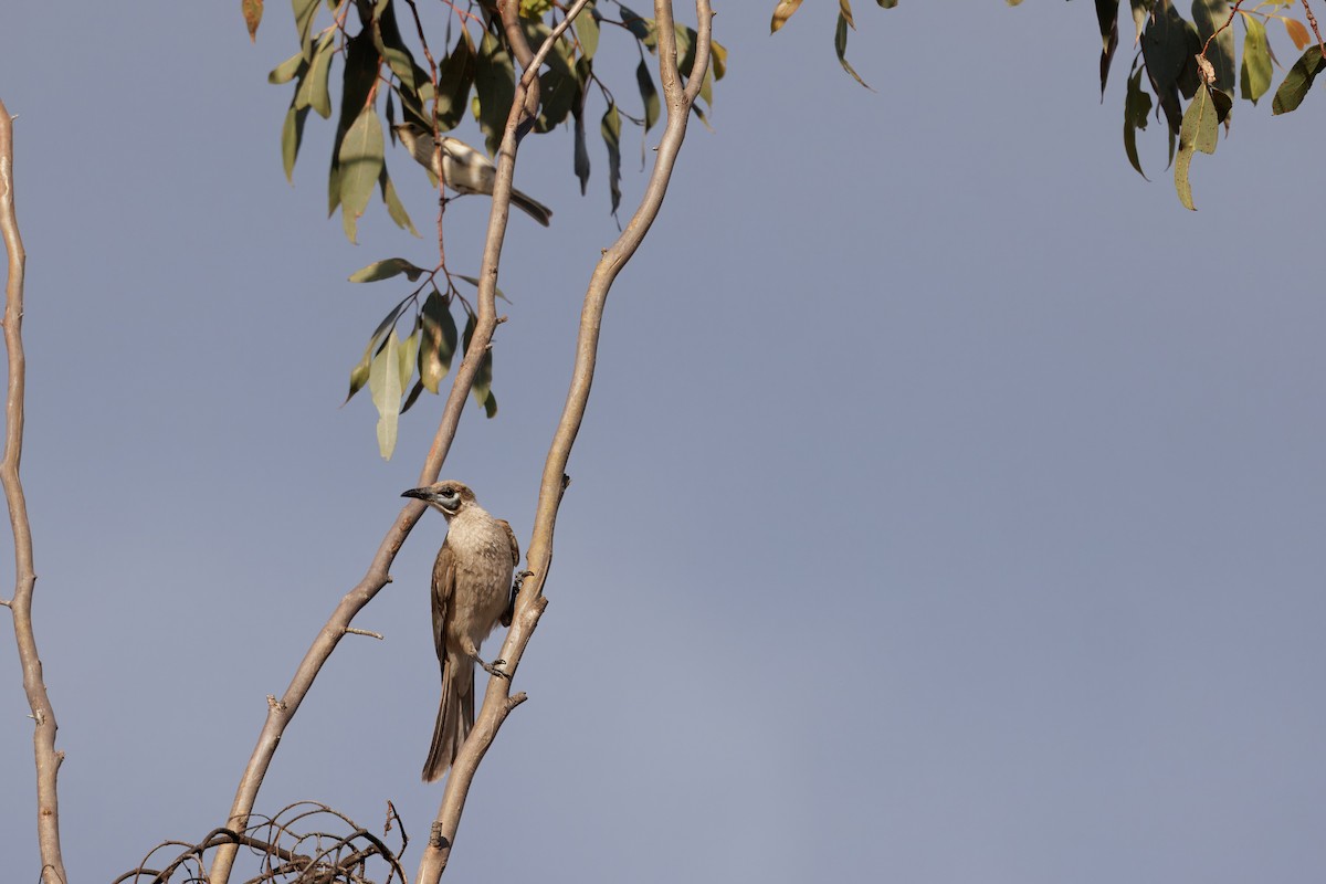 ヒメハゲミツスイ - ML646768556