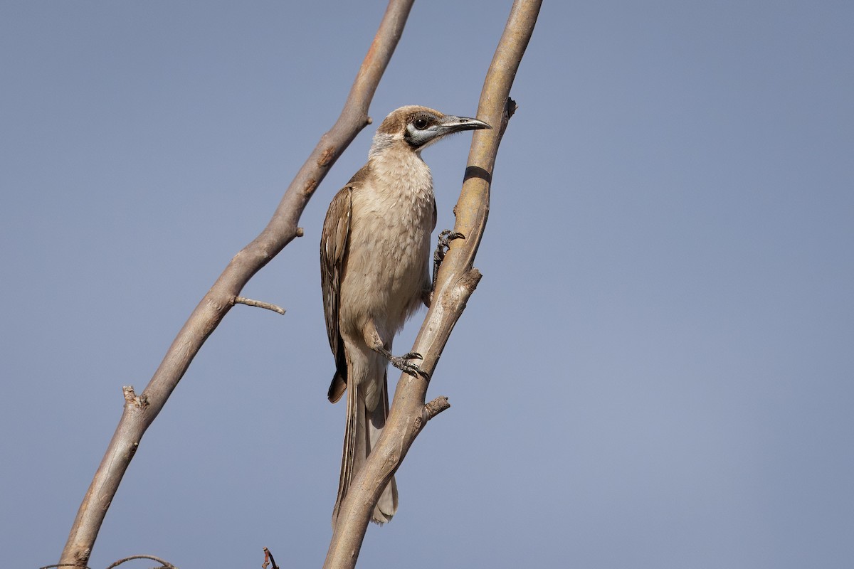 ヒメハゲミツスイ - ML646768557