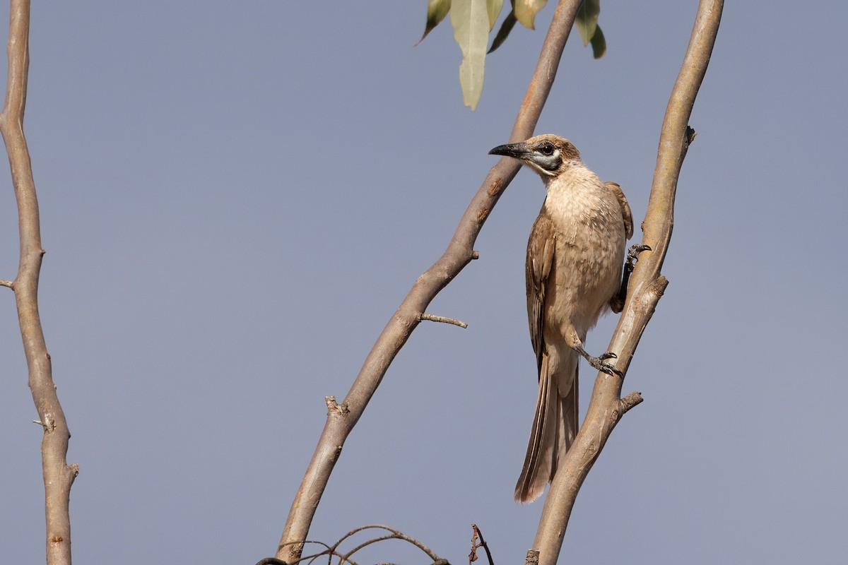 ヒメハゲミツスイ - ML646768558