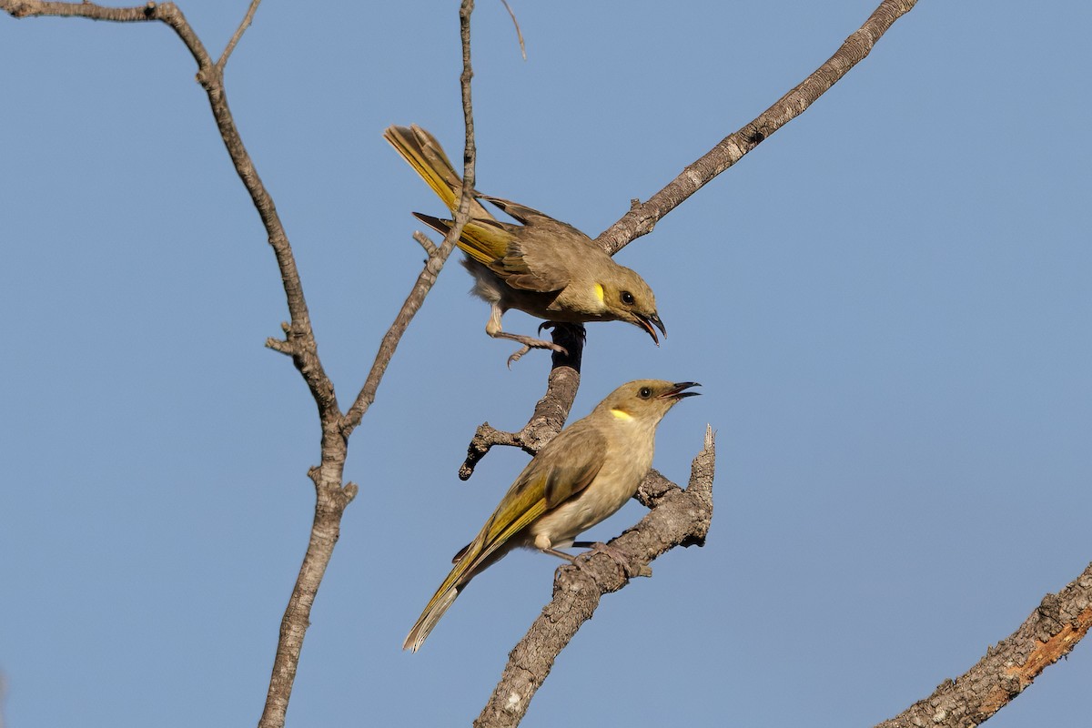 コバシミツスイ - ML646768561