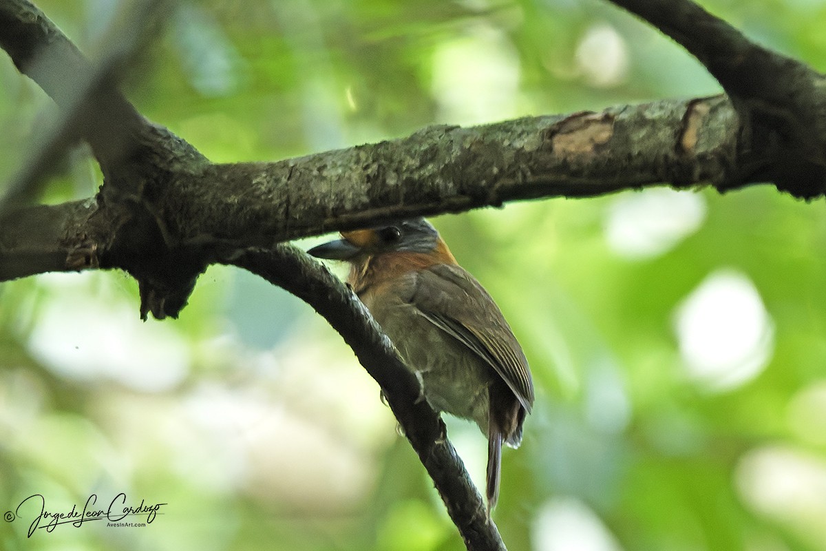 Rufous-necked Puffbird - ML646768562