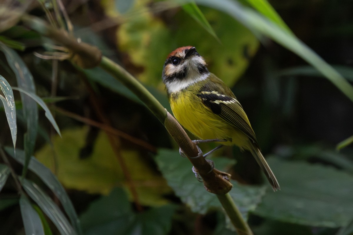 Rufous-crowned Tody-Flycatcher - ML646768563