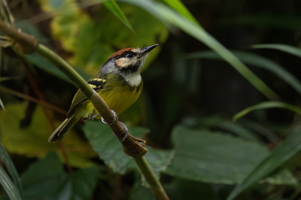 Rufous-crowned Tody-Flycatcher - ML646768564