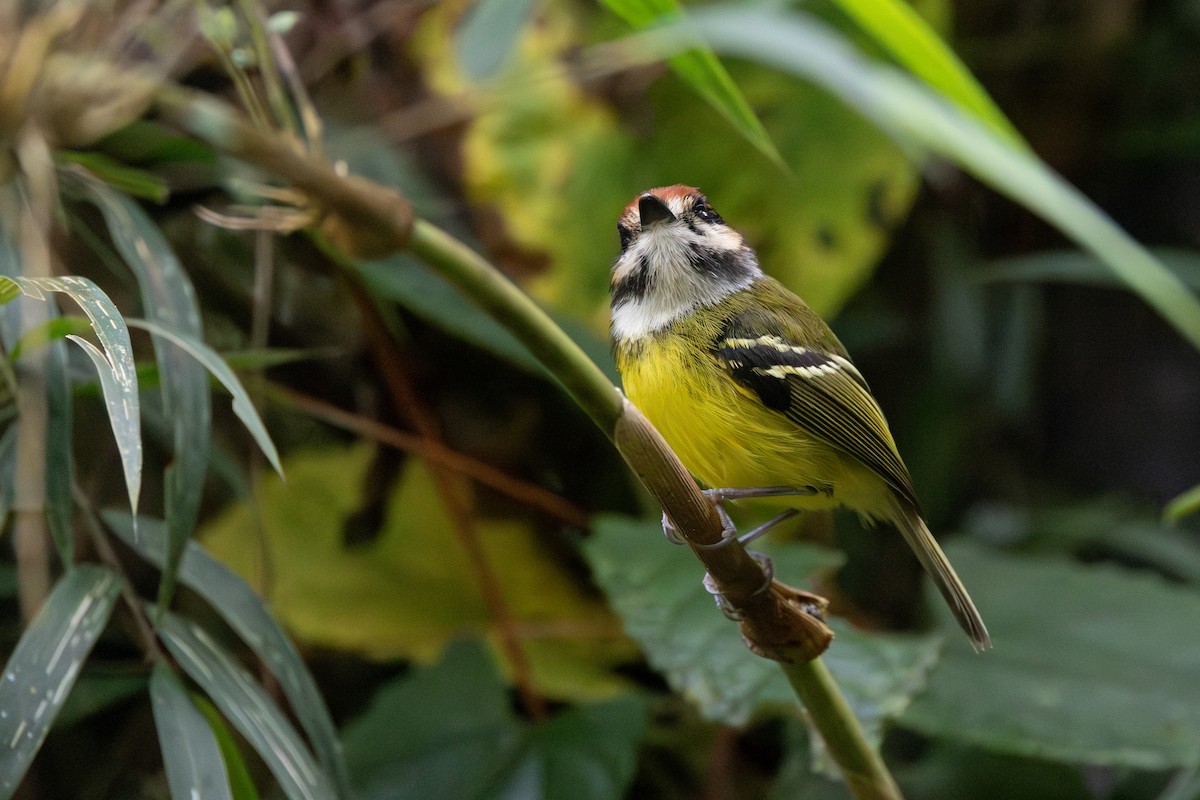 Rufous-crowned Tody-Flycatcher - ML646768565