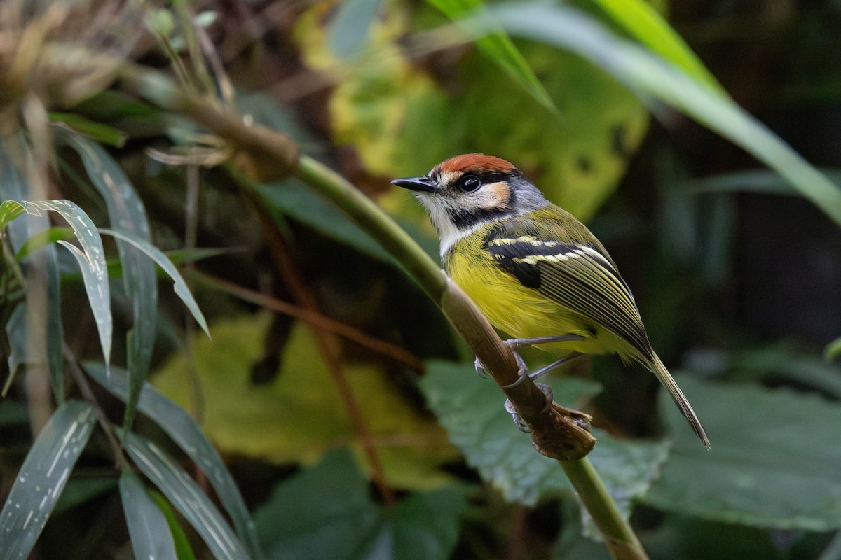 Rufous-crowned Tody-Flycatcher - ML646768566