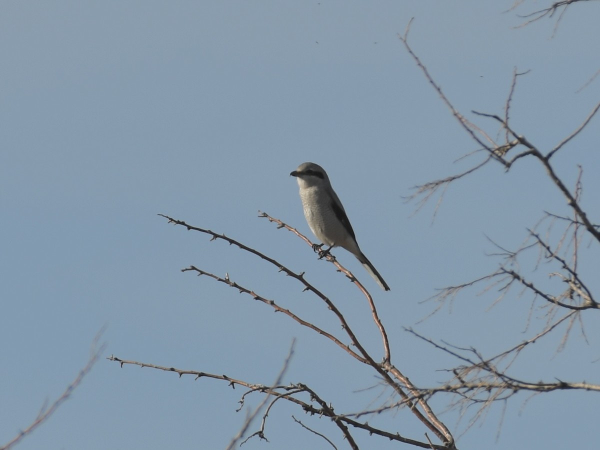 Northern Shrike - ML646768567