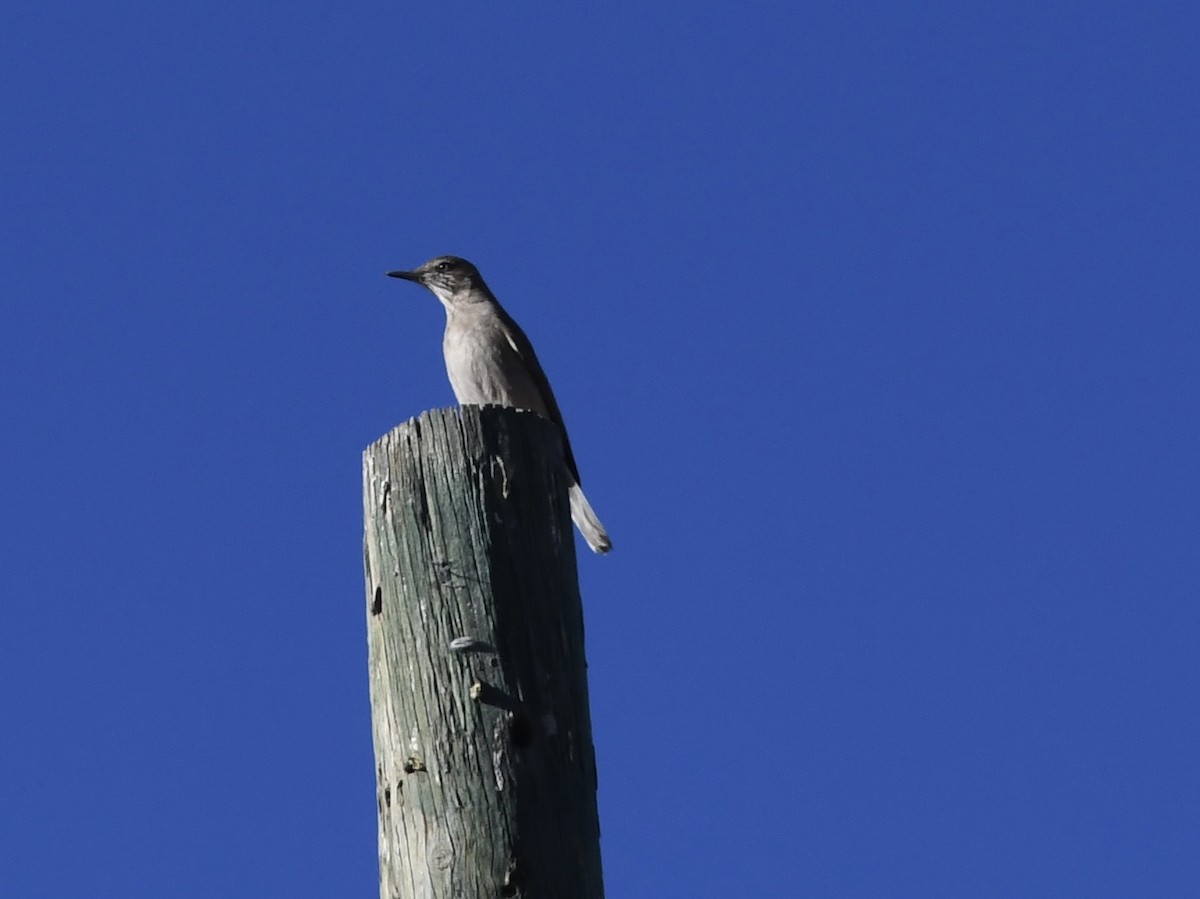 Горный гаучо - ML646768569