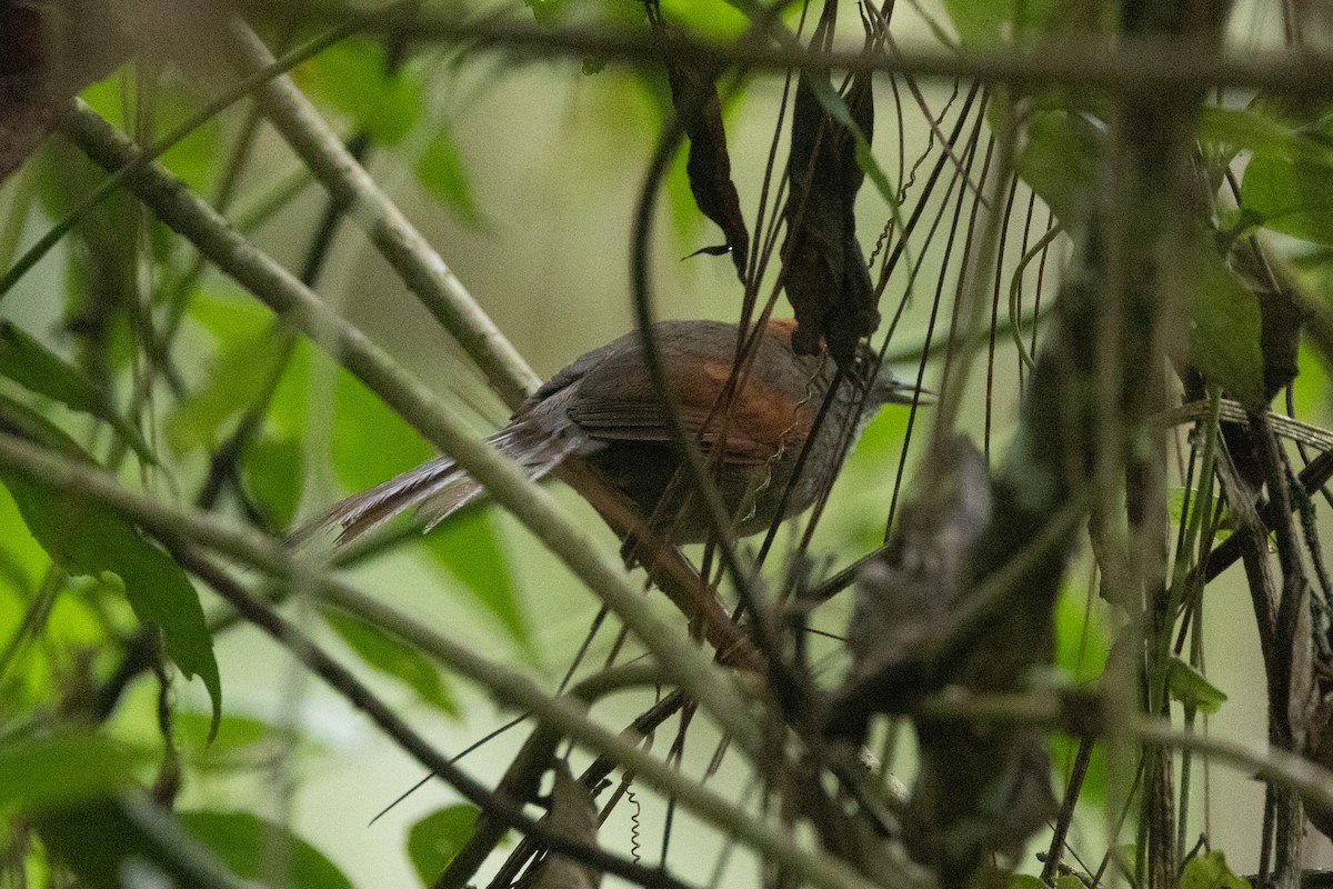 Synallaxe d'Azara - ML646768571