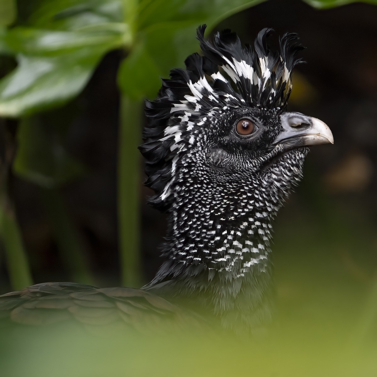 Большой кракс - ML646768572